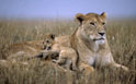  lionceau,lionne,savane,jeu 